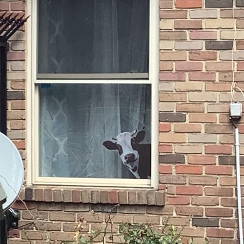 Cute Cow Window Decals for Farmhouse Decor